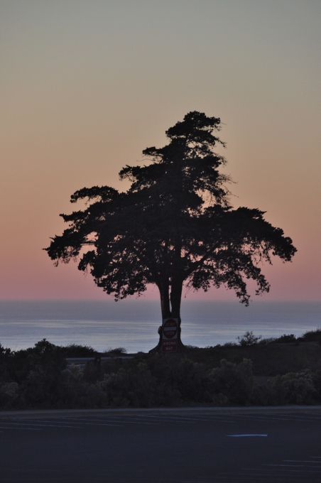 tree silhouette at sunset on Point Loma